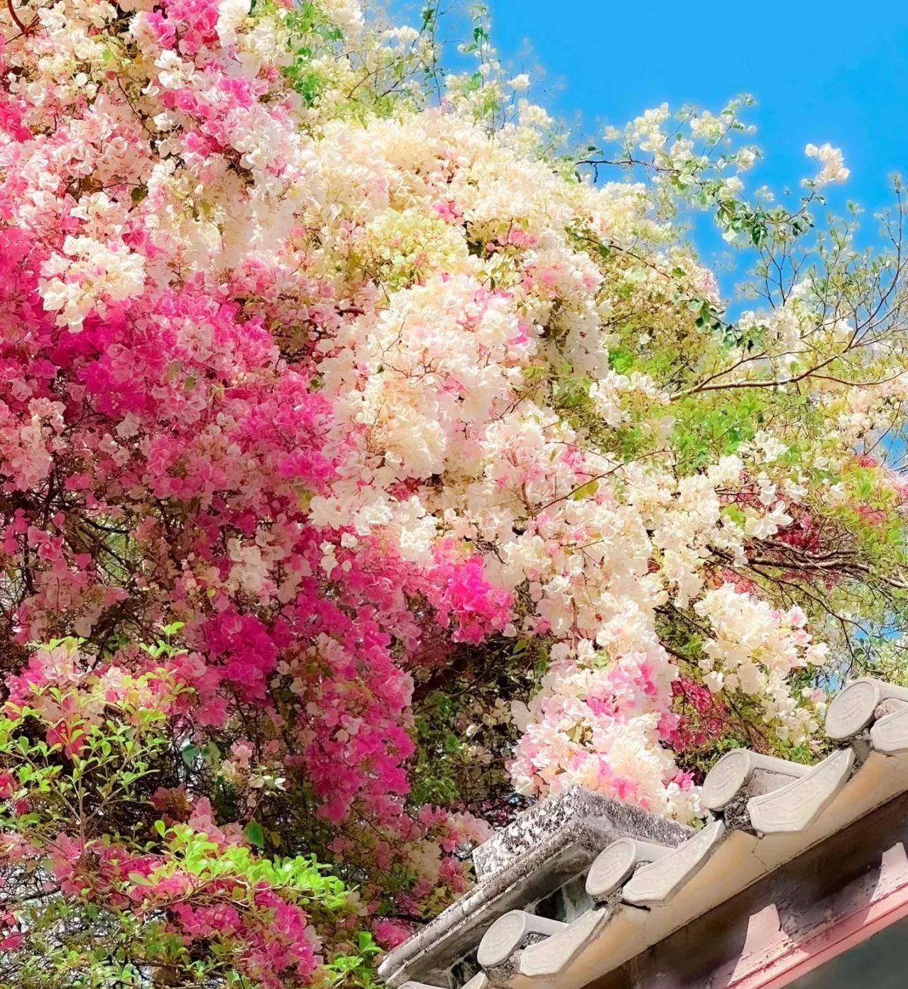 Cây cảnh điềm lành, nở hoa như chốn thần tiên, xua đuổi đen đủi, chiêu tài hút lộc cho gia đình-13