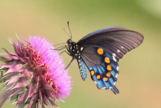 Xuân sang lộc về: 4 con giáp thăng tiến thịnh vượng, không thiếu tiền tiêu từ tháng 2 Âm lịch