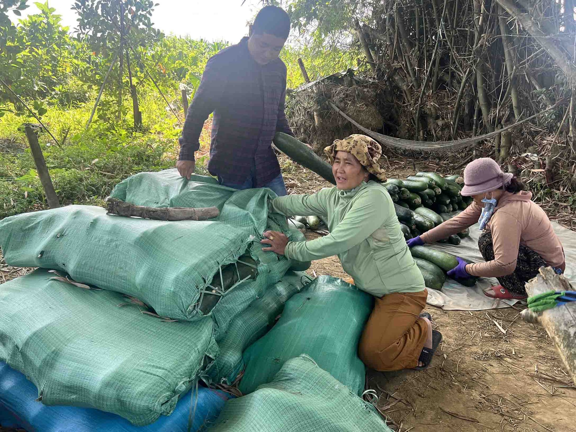 Nông dân lao đao với bí đao-8