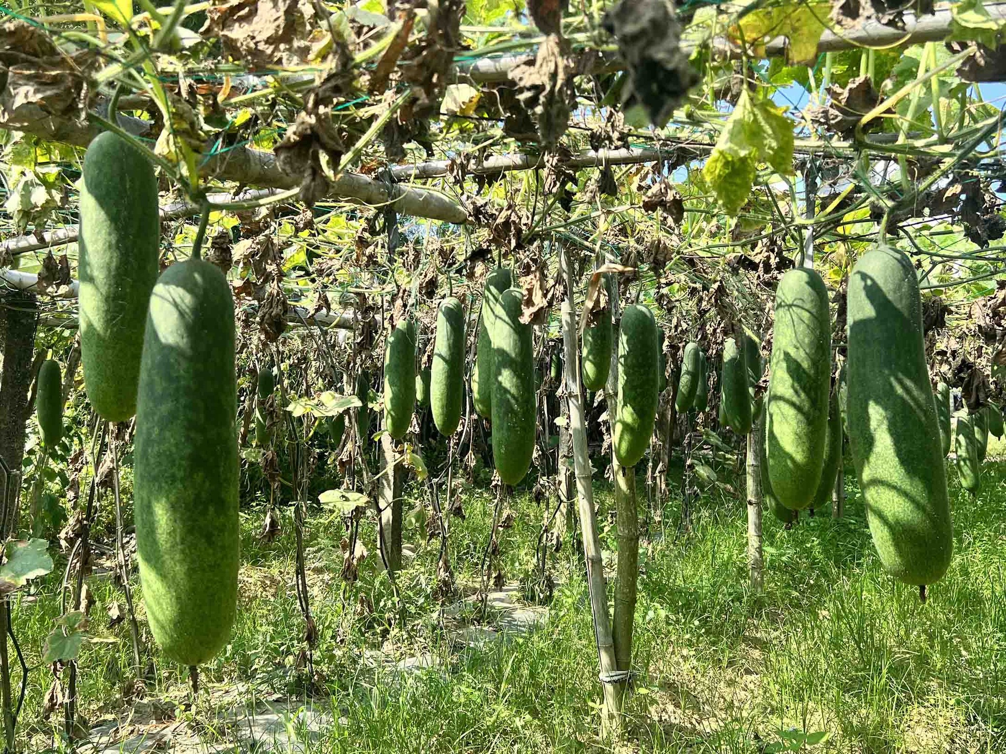 Nông dân lao đao với bí đao-3