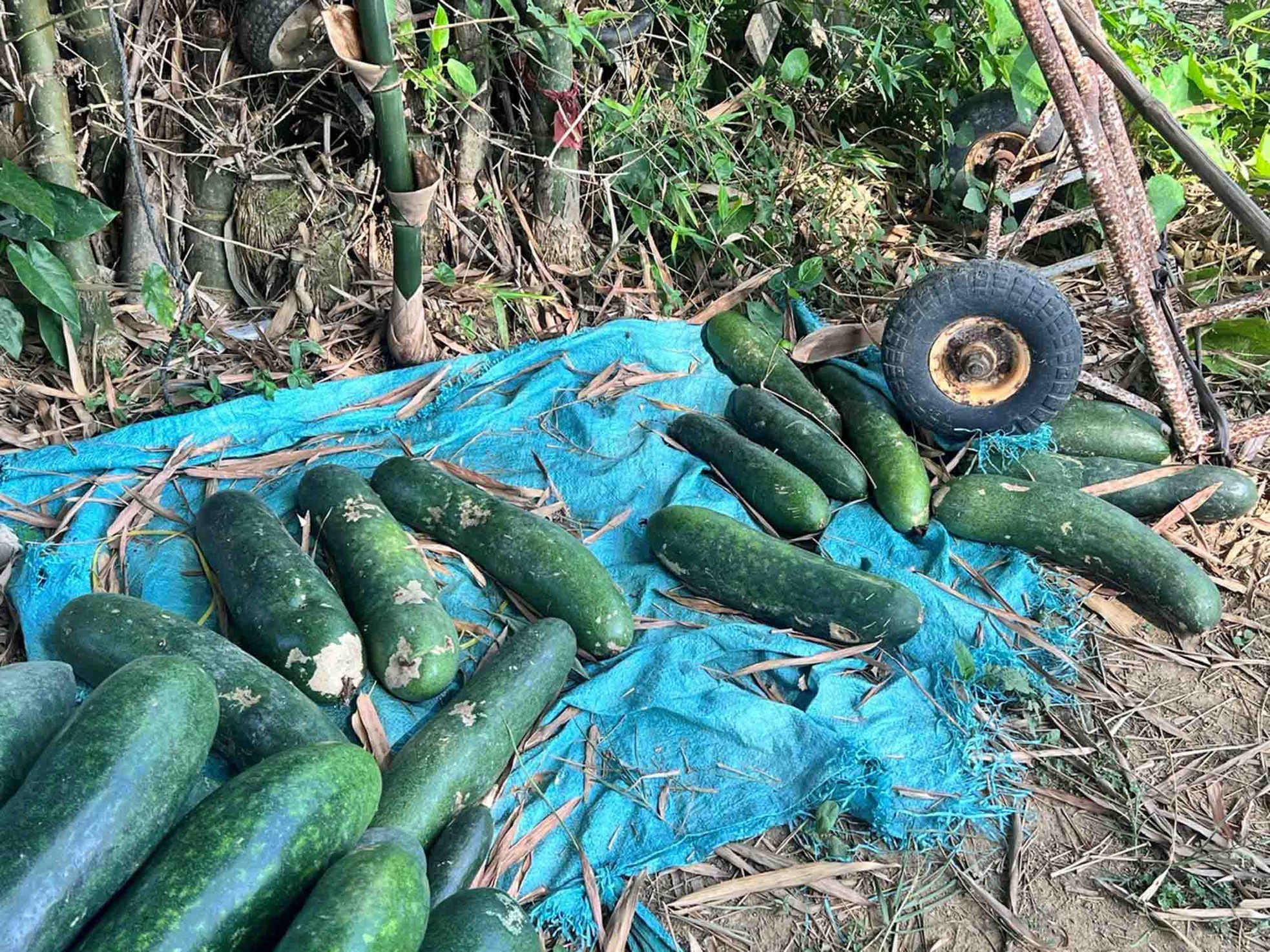 Nông dân lao đao với bí đao-4