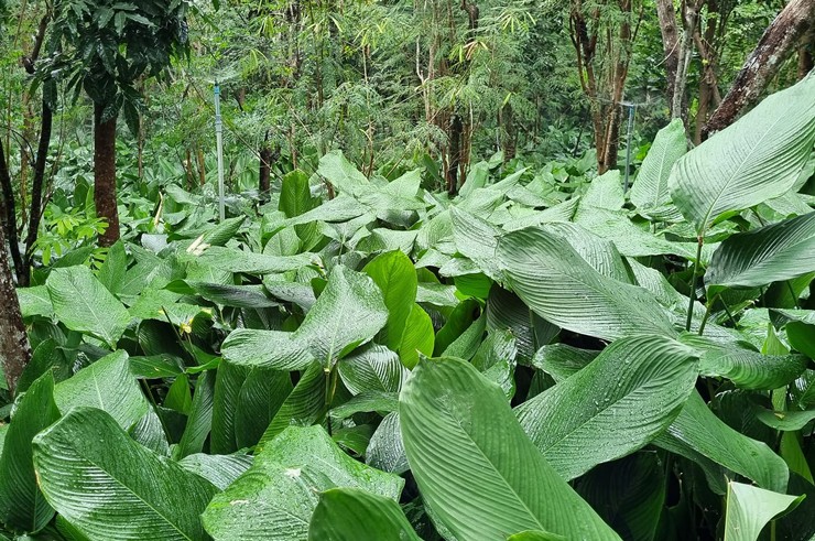 Sau Tết, lá dong cháy” hàng, dân buôn không đủ để trả đơn-2