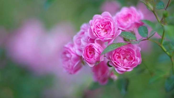 Tháng 4 tràn đầy hy vọng: 3 con giáp, xui xẻo tiêu tan, đón mưa thuận gió hòa, tiền tài dư dả-3