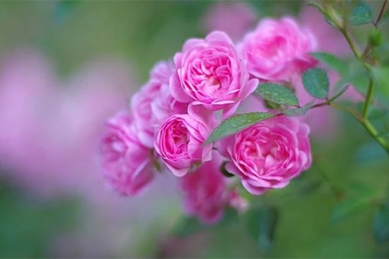 Tháng 4 tràn đầy hy vọng: 3 con giáp, xui xẻo tiêu tan, đón mưa thuận gió hòa, tiền tài dư dả