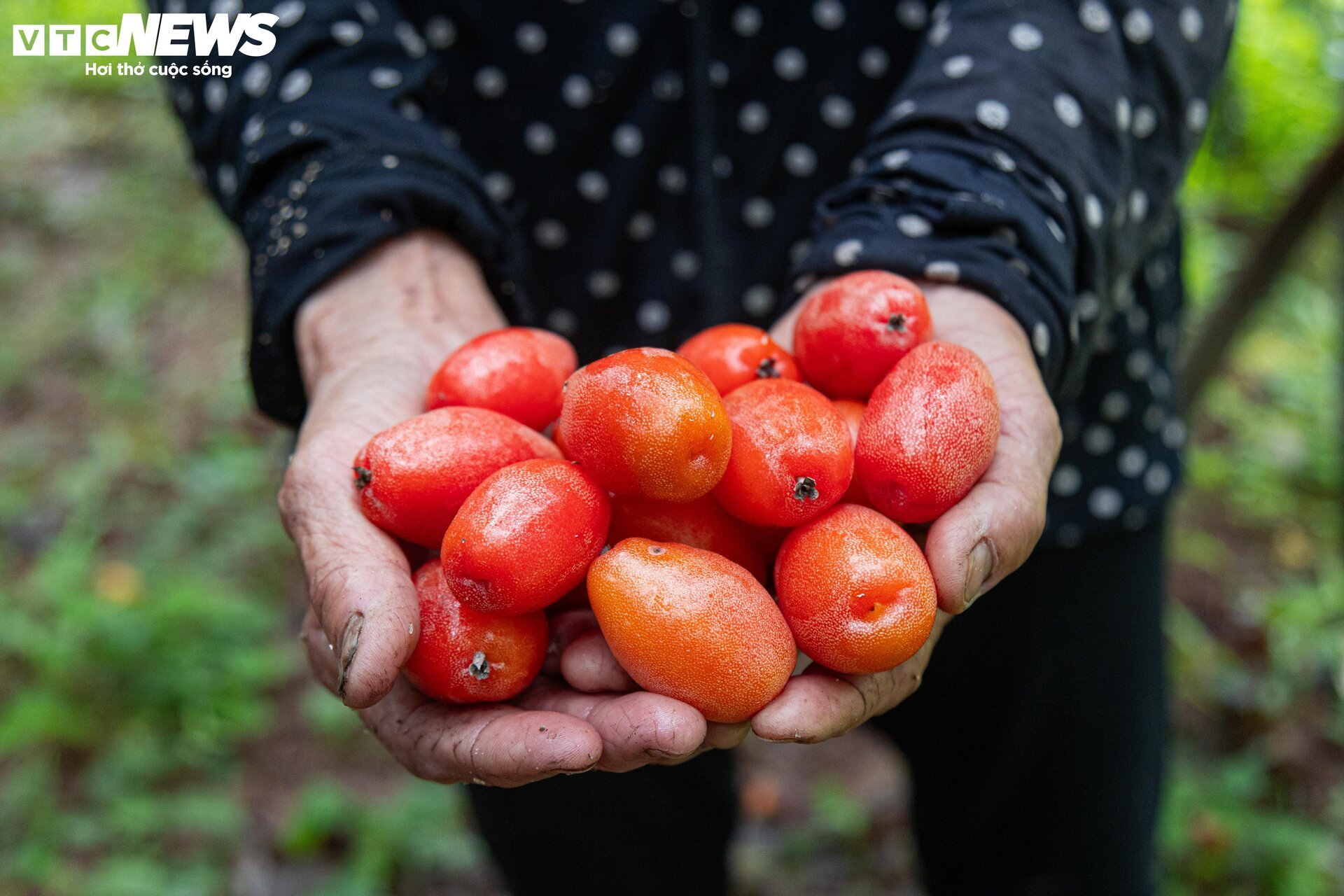 Thủ phủ nhót ở Hà Nội mất mùa, giá tăng dựng đứng-9