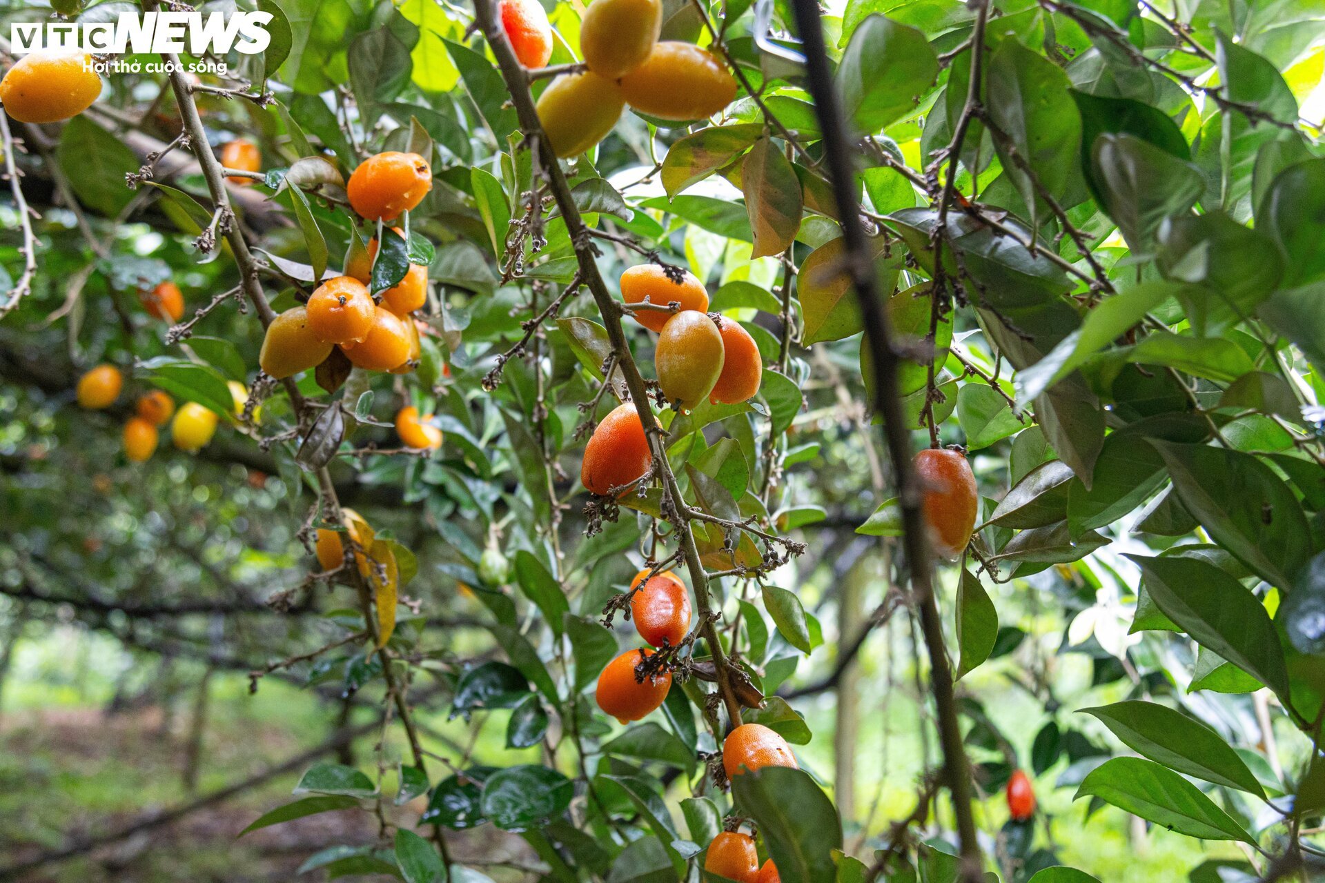 Thủ phủ nhót ở Hà Nội mất mùa, giá tăng dựng đứng-1