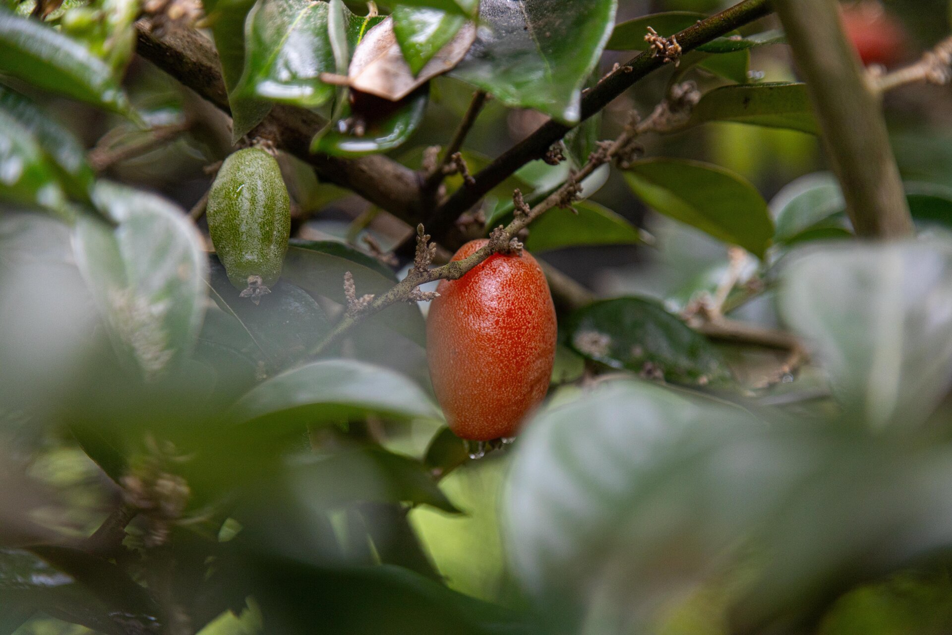 Thủ phủ nhót ở Hà Nội mất mùa, giá tăng dựng đứng-2