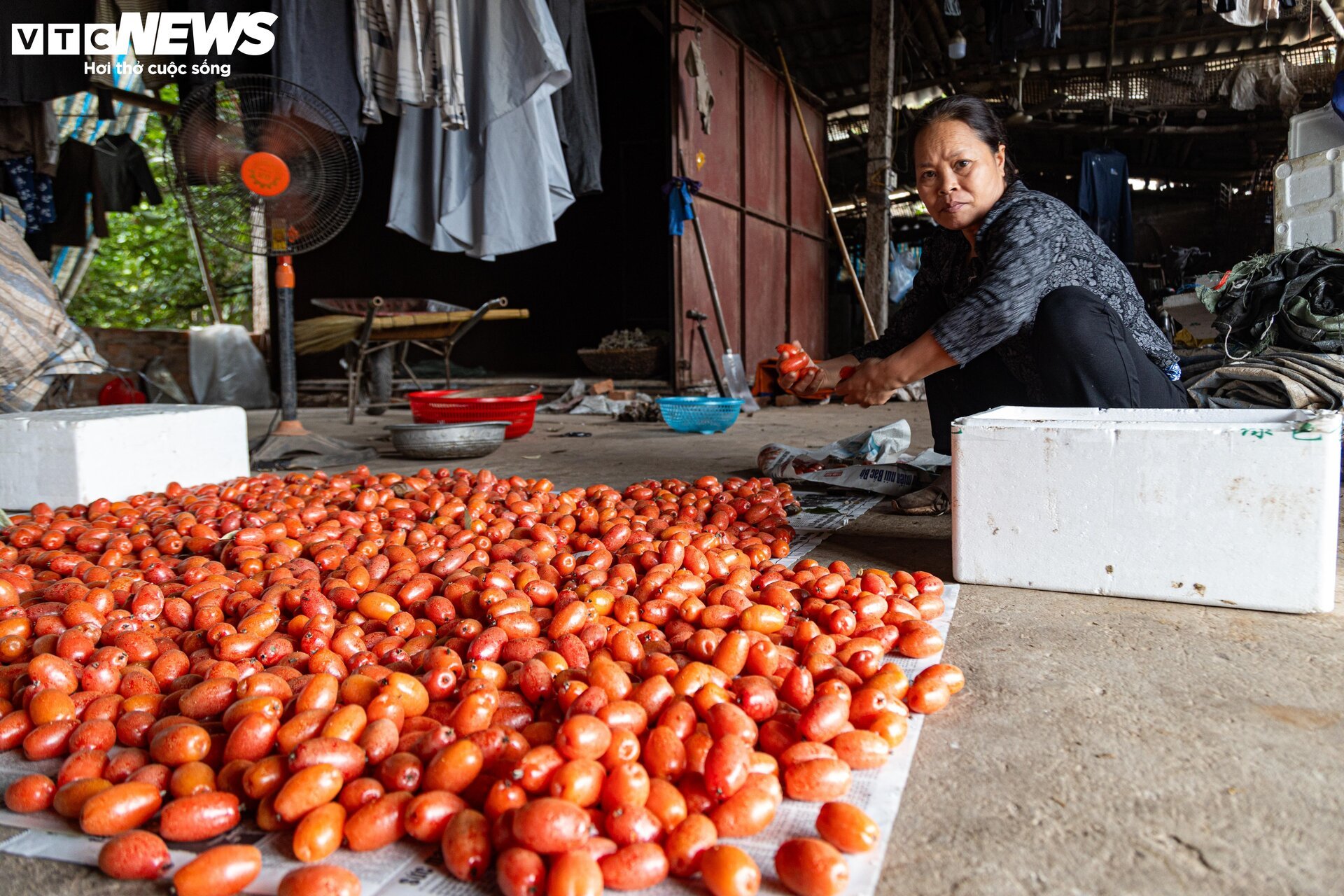 Thủ phủ nhót ở Hà Nội mất mùa, giá tăng dựng đứng-12