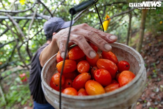 'Thủ phủ' nhót ở Hà Nội mất mùa, giá tăng dựng đứng