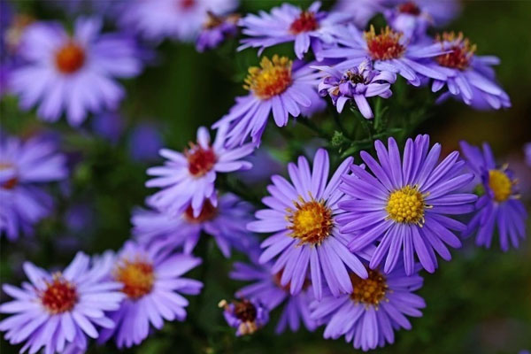 Khó khăn vẫn vững niềm tin: 3 con giáp không ngừng học hỏi, tháng 2 Âm lịch phú quý đủ đường-1