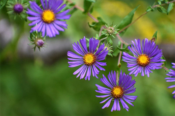 Khó khăn vẫn vững niềm tin: 3 con giáp không ngừng học hỏi, tháng 2 Âm lịch phú quý đủ đường-3