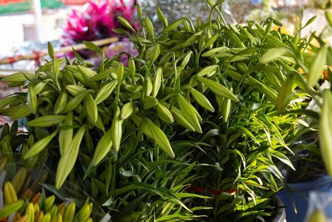 Hoa loa kèn đầu mùa xuống phố Hà Nội, giá chát vẫn hút khách mua-2