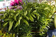 Hoa loa kèn đầu mùa xuống phố Hà Nội, giá chát vẫn hút khách mua