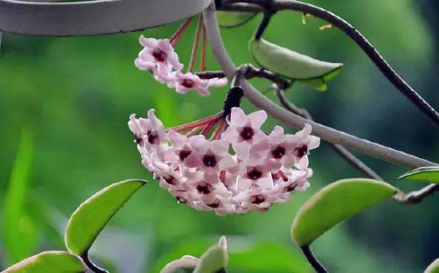 Ngôi nhà nhỏ nằm ở góc phố bình yên trong thành phố lớn khiến ai đi qua cũng phải dừng lại để ngắm nhìn-7