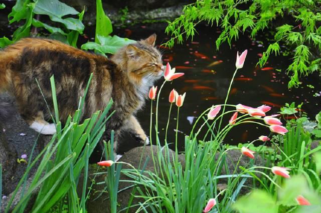 Ngôi nhà nhỏ nằm ở góc phố bình yên trong thành phố lớn khiến ai đi qua cũng phải dừng lại để ngắm nhìn-8