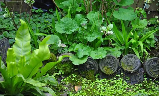 Ngôi nhà nhỏ nằm ở góc phố bình yên trong thành phố lớn khiến ai đi qua cũng phải dừng lại để ngắm nhìn-9