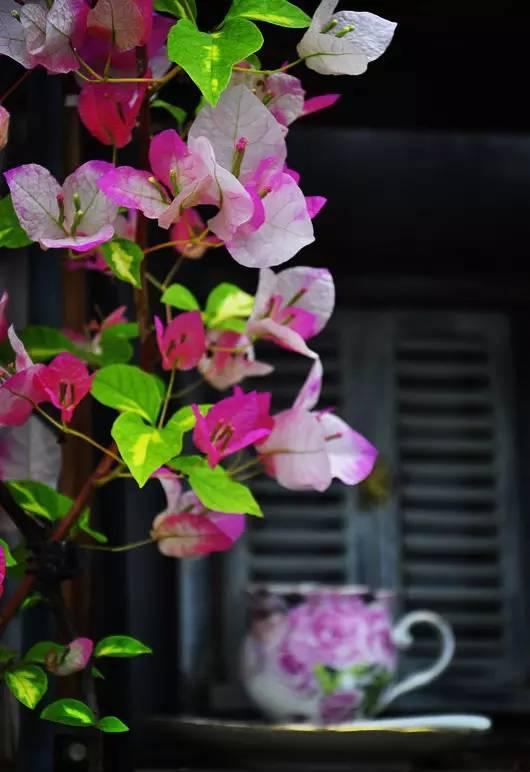 Ngôi nhà nhỏ nằm ở góc phố bình yên trong thành phố lớn khiến ai đi qua cũng phải dừng lại để ngắm nhìn-10