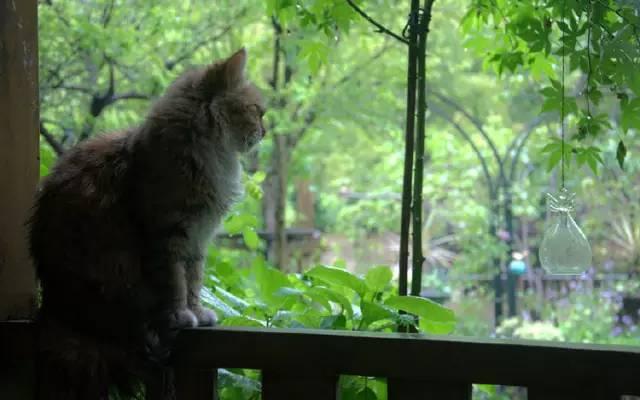 Ngôi nhà nhỏ nằm ở góc phố bình yên trong thành phố lớn khiến ai đi qua cũng phải dừng lại để ngắm nhìn-12