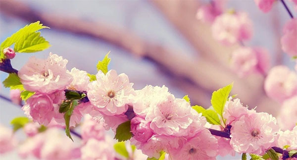 Xuân sang lộc kéo đến nhà, người sinh vào 3 tháng Âm lịch này tình - tiền đỏ như son-3
