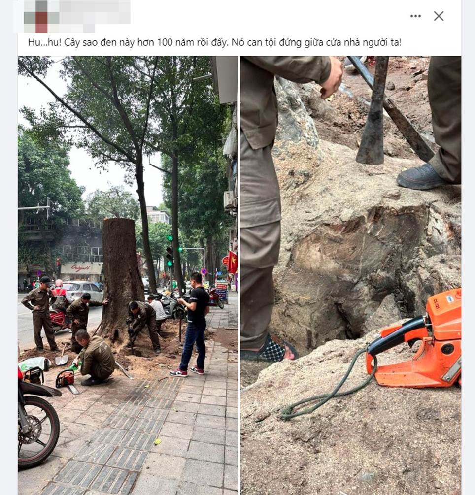 Người dân bức xúc khi cây sao đen trăm tuổi trên phố Lò Đúc bất ngờ bị đốn hạ-2