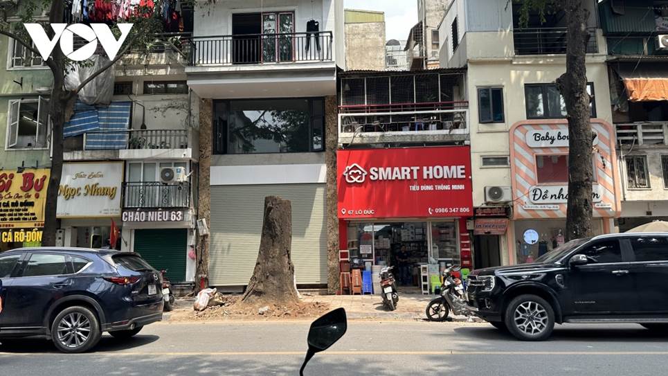 Người dân bức xúc khi cây sao đen trăm tuổi trên phố Lò Đúc bất ngờ bị đốn hạ-10