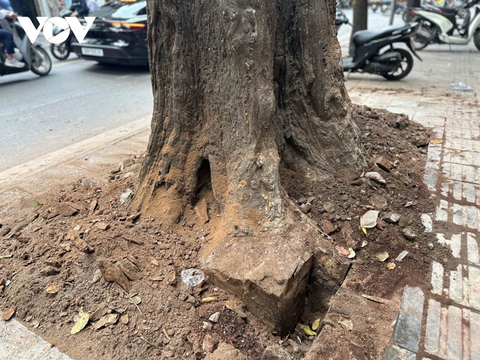 Người dân bức xúc khi cây sao đen trăm tuổi trên phố Lò Đúc bất ngờ bị đốn hạ-8