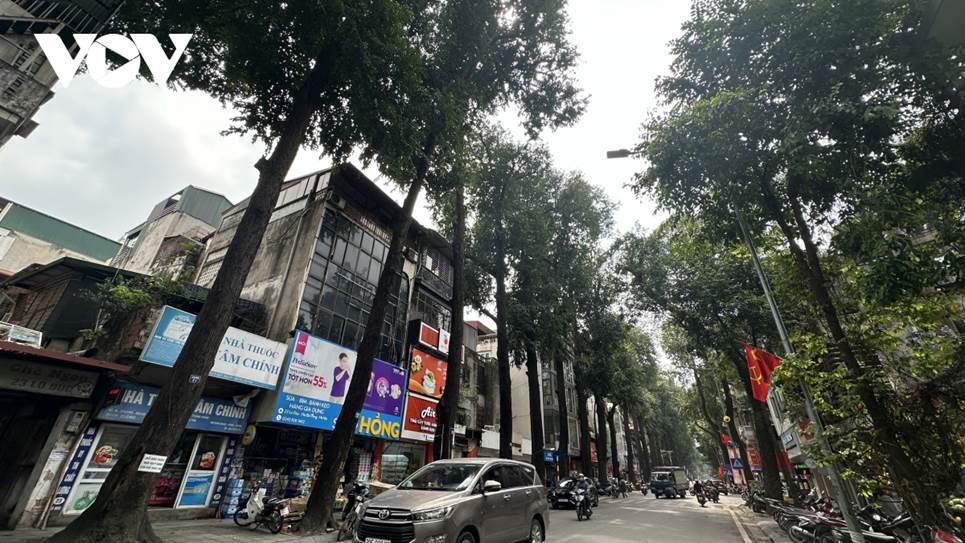 Người dân bức xúc khi cây sao đen trăm tuổi trên phố Lò Đúc bất ngờ bị đốn hạ-9