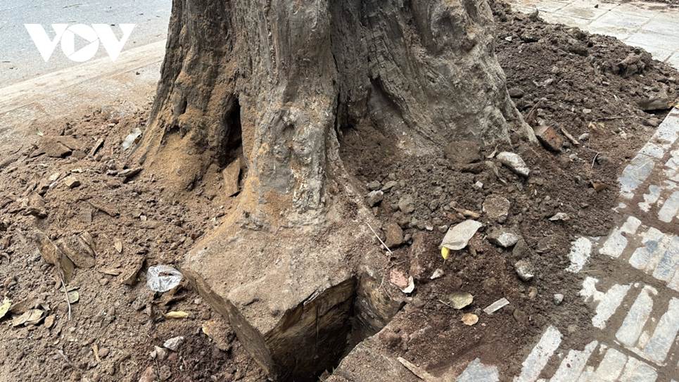 Người dân bức xúc khi cây sao đen trăm tuổi trên phố Lò Đúc bất ngờ bị đốn hạ-3