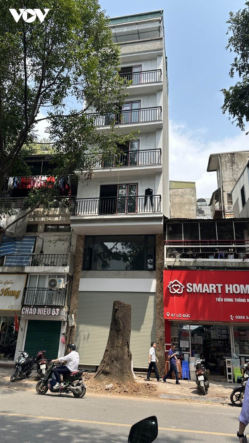 Người dân bức xúc khi cây sao đen trăm tuổi trên phố Lò Đúc bất ngờ bị đốn hạ-5