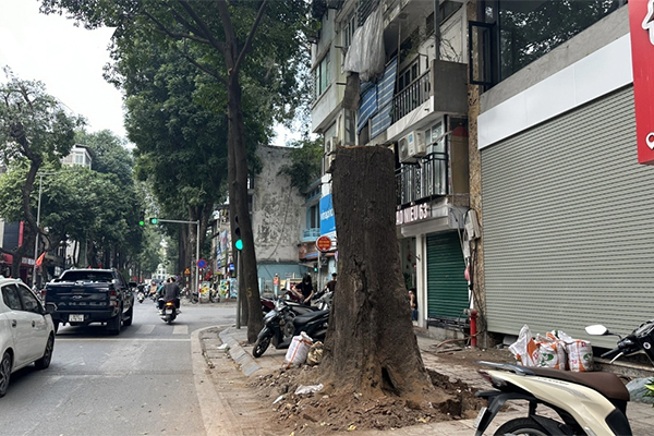 Vì sao cây sao đen trăm tuổi trên phố Lò Đúc bị đốn hạ?-3