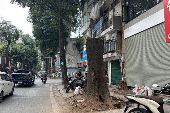 Người dân bức xúc khi cây sao đen trăm tuổi trên phố Lò Đúc bất ngờ bị đốn hạ