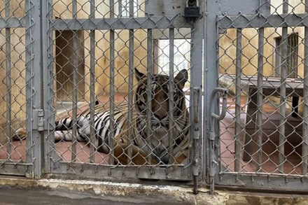 Ý kiến trái chiều về vấn đề nuôi nhốt động vật tại Vườn thú Hà Nội: Lãnh đạo Vườn thú nói gì?