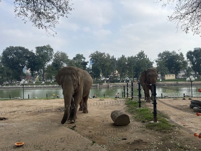Ý kiến trái chiều về vấn đề nuôi nhốt động vật tại Vườn thú Hà Nội: Lãnh đạo Vườn thú nói gì?-9
