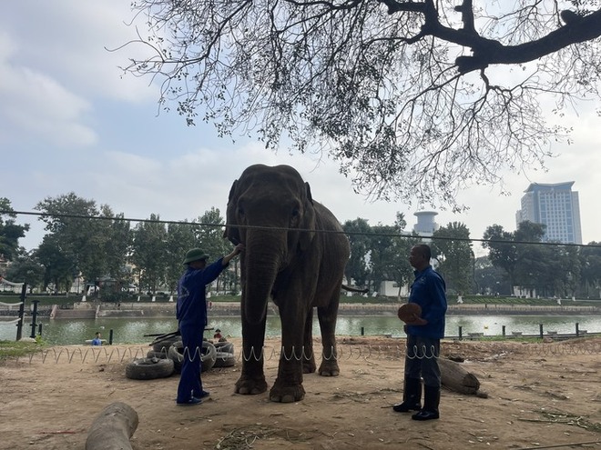 Ý kiến trái chiều về vấn đề nuôi nhốt động vật tại Vườn thú Hà Nội: Lãnh đạo Vườn thú nói gì?-8