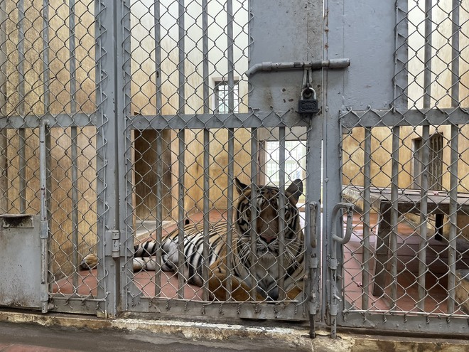 Ý kiến trái chiều về vấn đề nuôi nhốt động vật tại Vườn thú Hà Nội: Lãnh đạo Vườn thú nói gì?-5