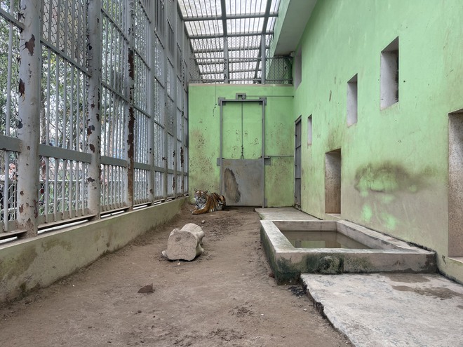 Ý kiến trái chiều về vấn đề nuôi nhốt động vật tại Vườn thú Hà Nội: Lãnh đạo Vườn thú nói gì?-4