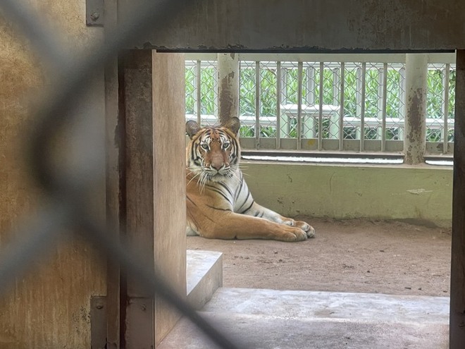 Ý kiến trái chiều về vấn đề nuôi nhốt động vật tại Vườn thú Hà Nội: Lãnh đạo Vườn thú nói gì?-3