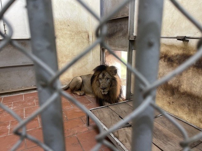 Ý kiến trái chiều về vấn đề nuôi nhốt động vật tại Vườn thú Hà Nội: Lãnh đạo Vườn thú nói gì?-2