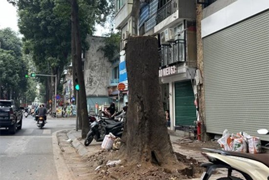 Vì sao cây sao đen trăm tuổi trên phố Lò Đúc bị đốn hạ?