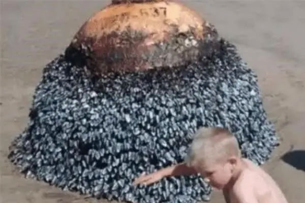 Cậu bé vô tình tìm thấy hòn đá kỳ lạ trên bãi biển, chuyên gia giật mình: Gia đình cậu đã đối mặt với tử thần!-1