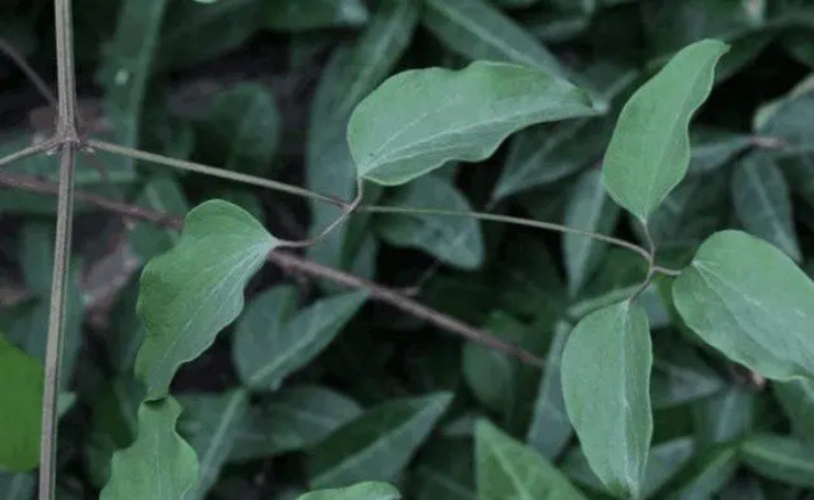 Cỏ đoản thọ” bị nông dân ghét bỏ, giờ bán vội cũng thu được 300.000 đồng/kg-1