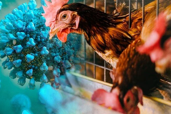 H5N1 có lây từ người sang người?-1