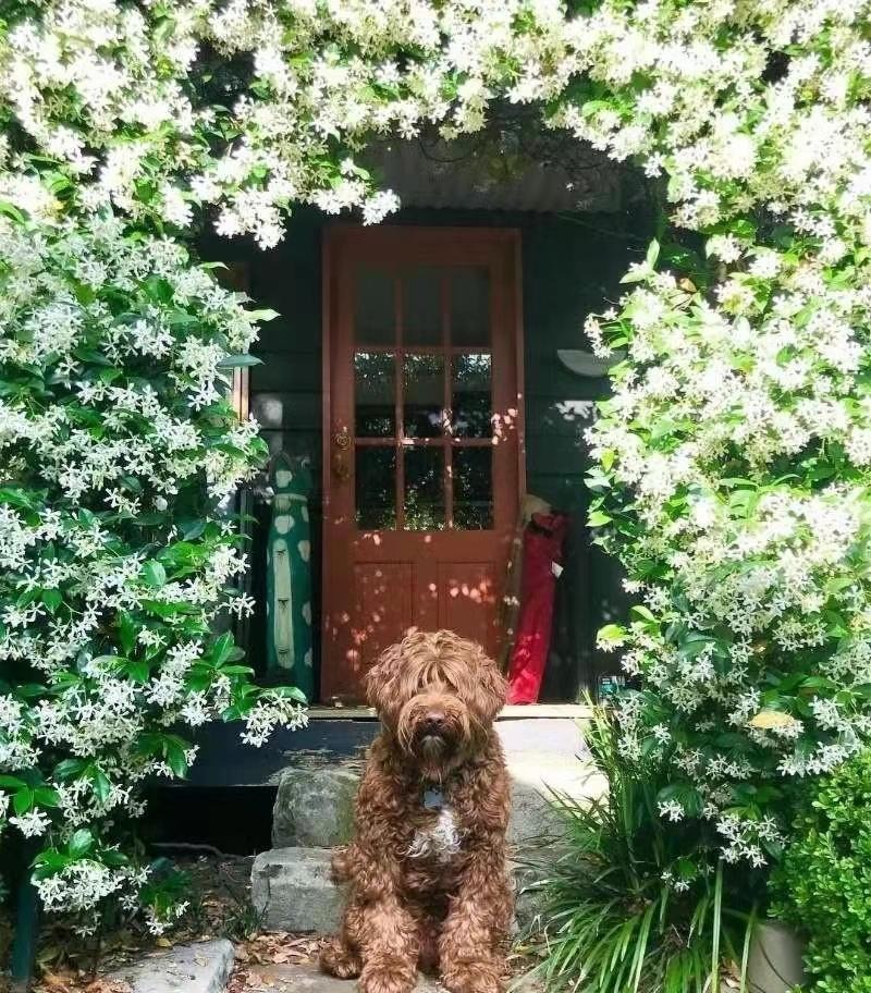 Cây cảnh lá xanh như ngọc, hoa trắng như tuyết, biến nhà bạn thành ốc đảo lấp lánh, thơm ngát-3