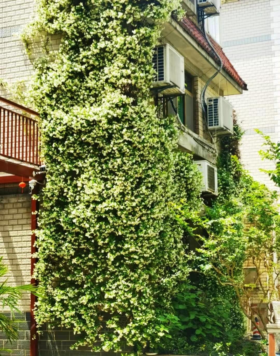 Cây cảnh lá xanh như ngọc, hoa trắng như tuyết, biến nhà bạn thành ốc đảo lấp lánh, thơm ngát-5