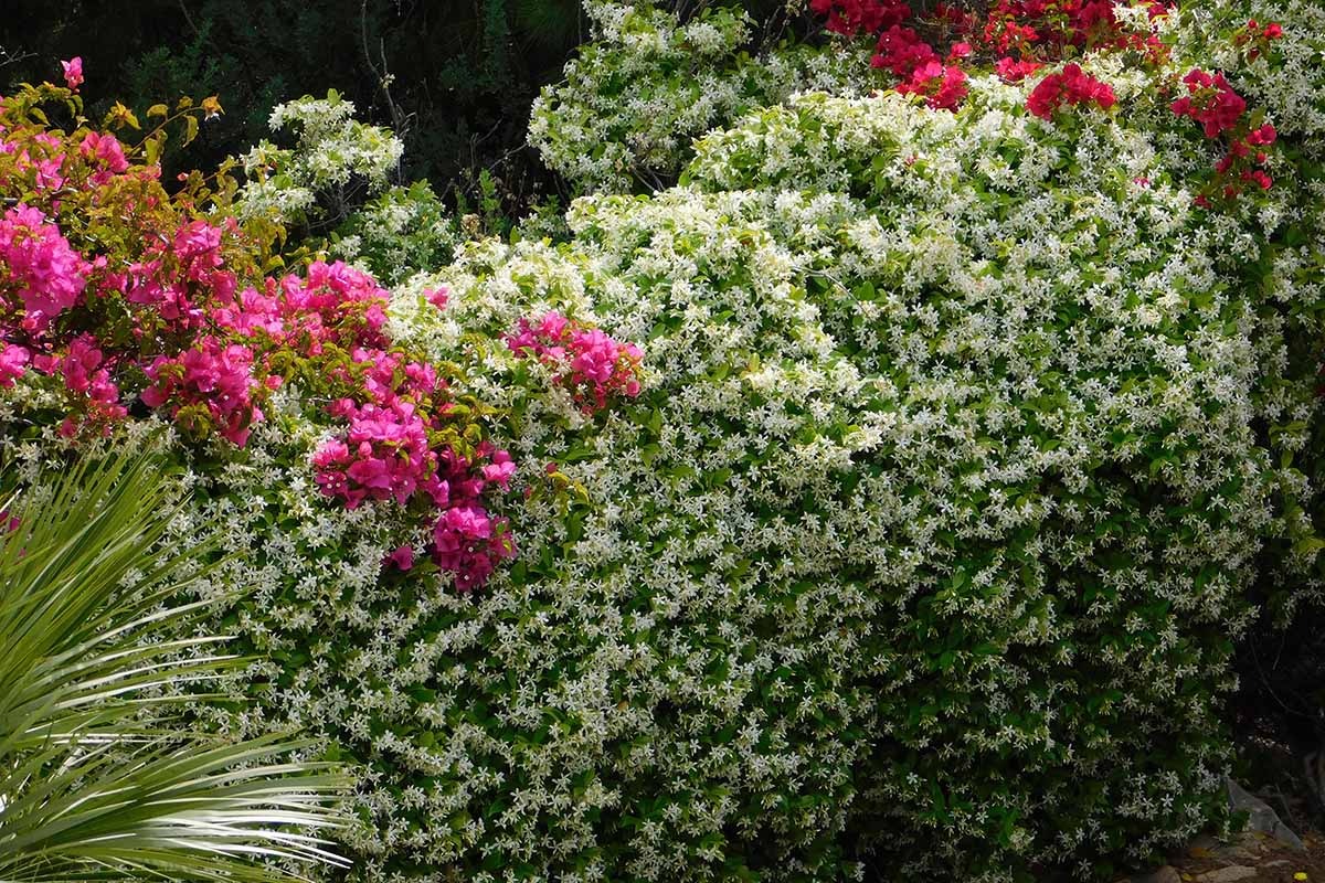 Cây cảnh lá xanh như ngọc, hoa trắng như tuyết, biến nhà bạn thành ốc đảo lấp lánh, thơm ngát-6