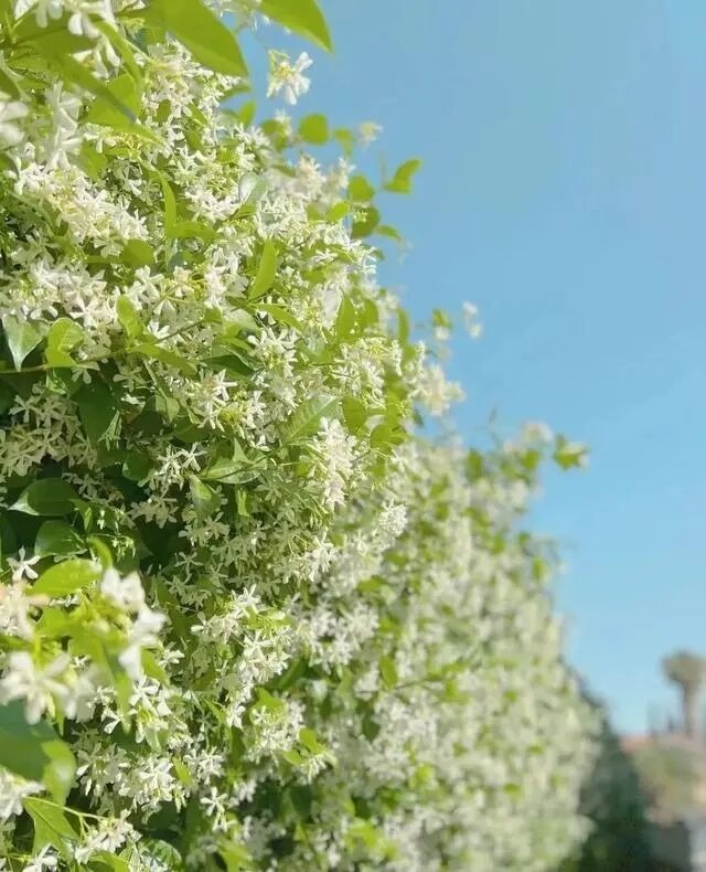 Cây cảnh lá xanh như ngọc, hoa trắng như tuyết, biến nhà bạn thành ốc đảo lấp lánh, thơm ngát-7