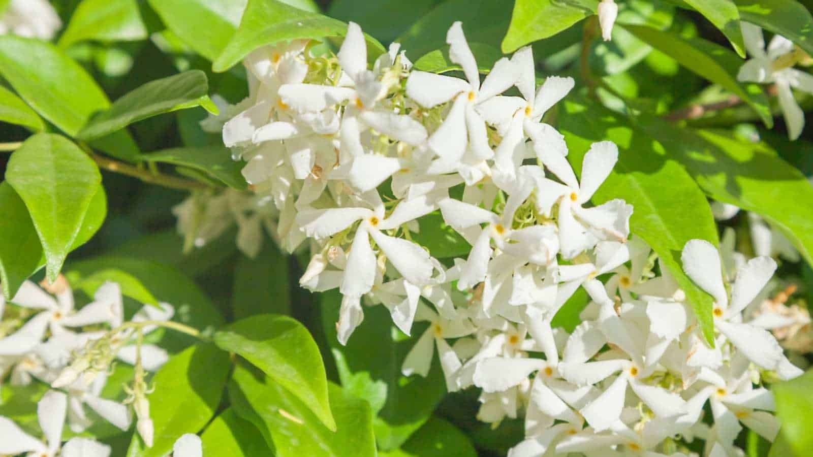 Cây cảnh lá xanh như ngọc, hoa trắng như tuyết, biến nhà bạn thành ốc đảo lấp lánh, thơm ngát-8