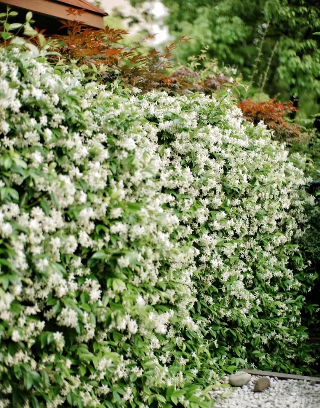 Cây cảnh lá xanh như ngọc, hoa trắng như tuyết, biến nhà bạn thành ốc đảo lấp lánh, thơm ngát-9