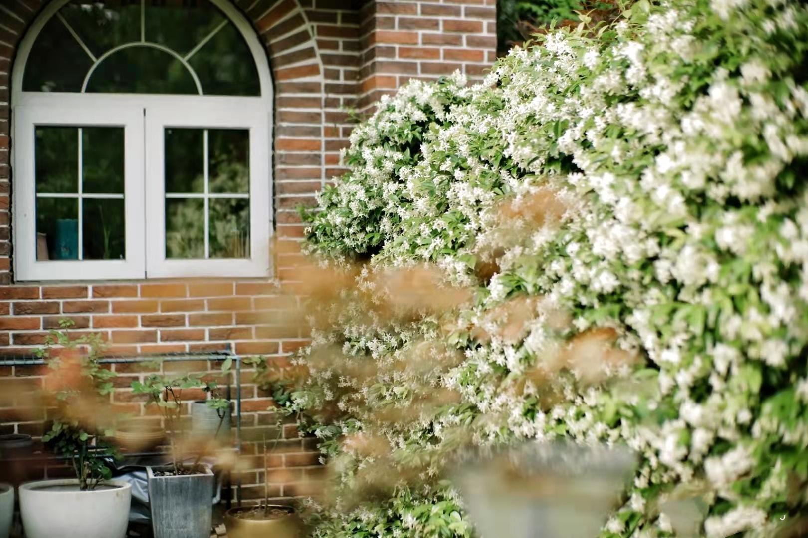 Cây cảnh lá xanh như ngọc, hoa trắng như tuyết, biến nhà bạn thành ốc đảo lấp lánh, thơm ngát-10