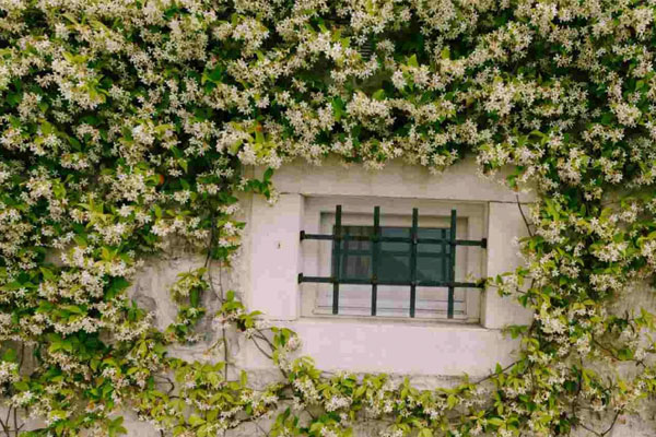 Cơ ngơi của Ốc Thanh Vân tại Australia: Nhà 2 tầng rộng rãi, có phòng dạy yoga-3